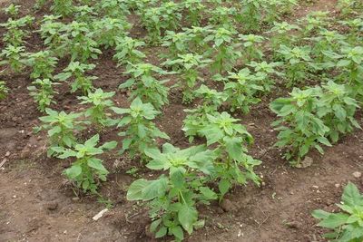Reihen junger Gemüsepflanzen auf einem Beet