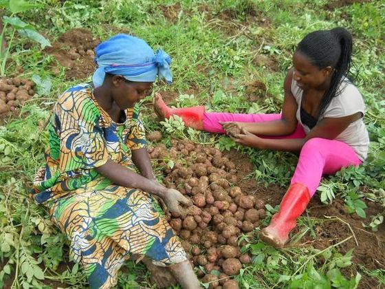Zwei Frauen sitzen auf einem Feld zwischen frisch geernteten Kartoffeln