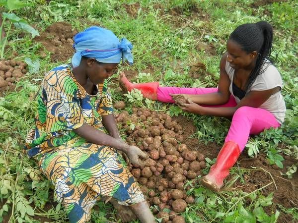 Zwei Frauen sitzen auf einem Feld zwischen frisch geernteten Kartoffeln