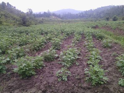 Reihen von Kartoffelpflanzen auf einem Feld vor bewaldeten Hügeln